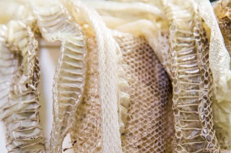 Harnessing Snake Biology to Revolutionize Engineering Friction Solutions