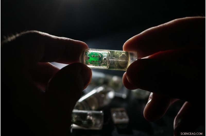 Ingestible Bacterial Chips: Revolutionizing Disease Diagnosis