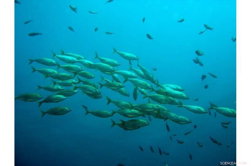 How Fish Schooling Energy Models Can Power the Next Generation of Autonomous Swarm Drones