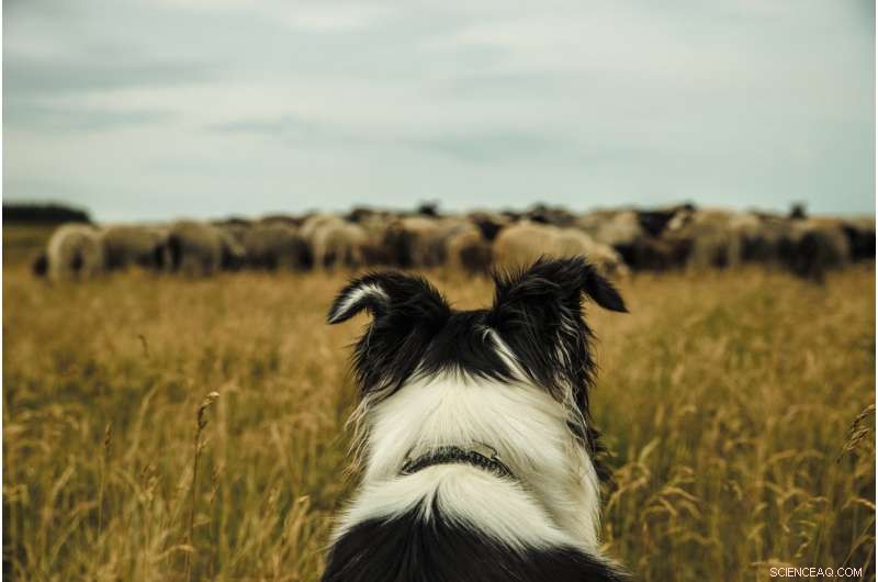 Engineering a Robotic Sheepdog: Programming a Robot to Mimic Canine Herding