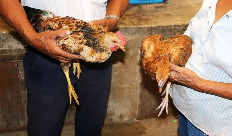 Revolutionary Smartphone Tool Enables Filipino Farmers to Detect Poultry Pathogens Quickly