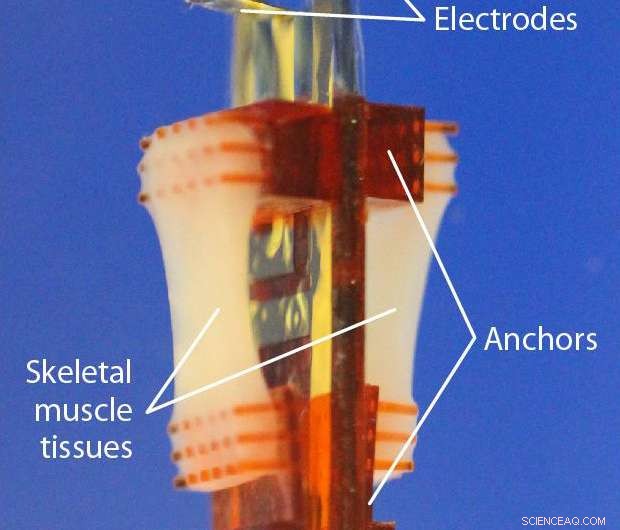 Seamless Integration of Living Muscles into Robotics for Enhanced Performance