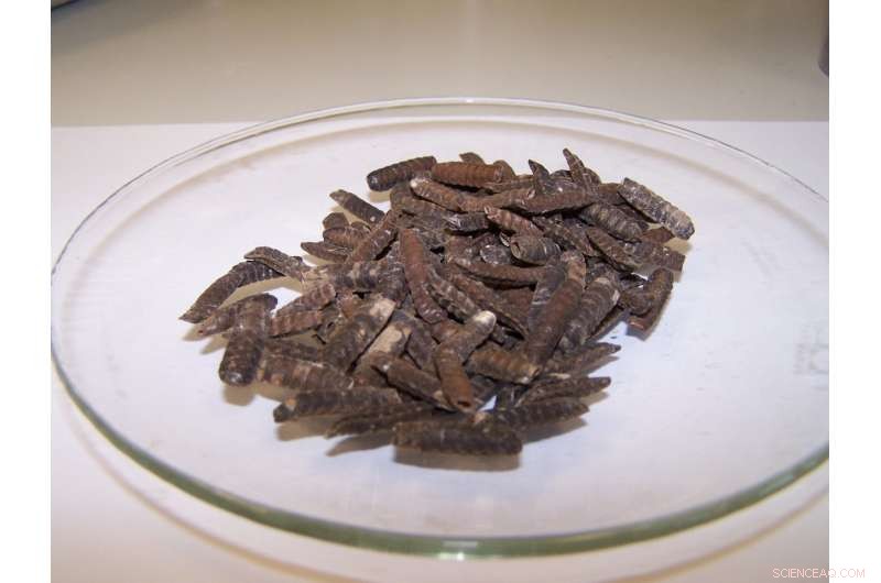 Insects Offer Clean Chitin for Sustainable Textile Production