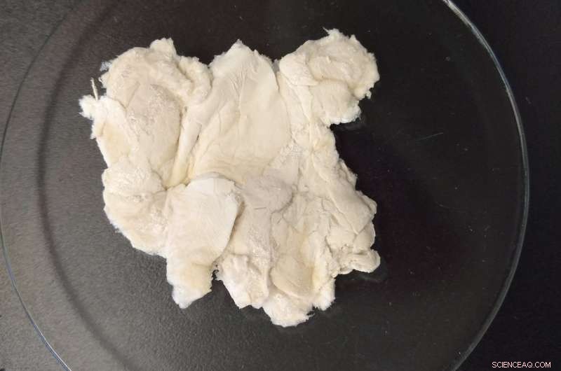 Insects Offer Clean Chitin for Sustainable Textile Production