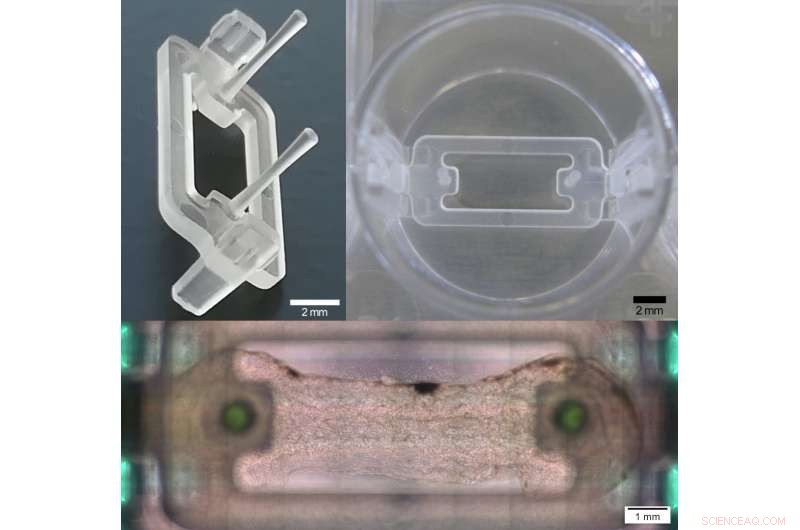 Revolutionary Microplate 3‑D Bioprinting System Enhances Muscle & Tendon Tissue Engineering