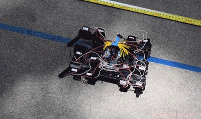 Build Animal-Inspired Robots: How to Replicate Nature’s Movements (and Why It Matters)