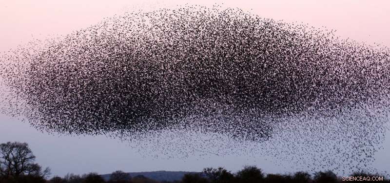 How Studying Swarm Behavior Can Improve Safe Drone Flight