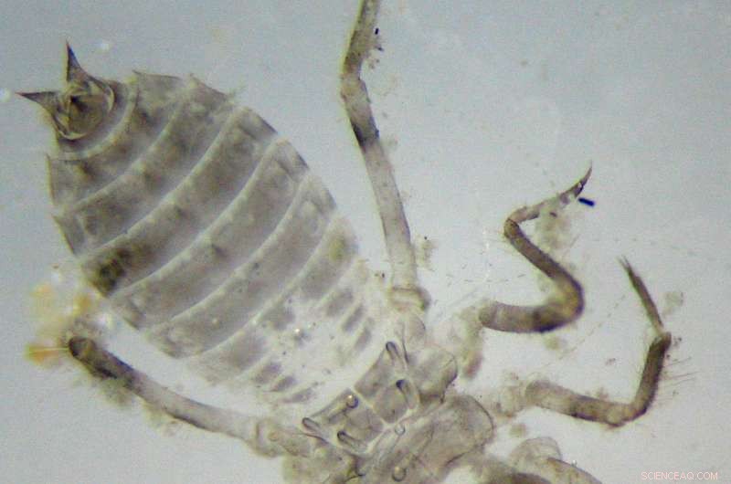 Dragonfly Larvae Inspire Innovative Design for Artificial Heart Valves