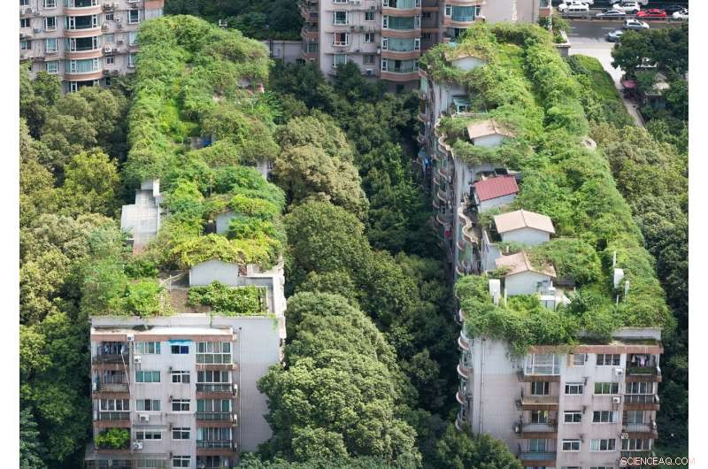 Harnessing Nature for Sustainable Urban Development: Building Green Cities, Not Slums