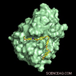 Supercomputers Engineer a Plastic‑Degrading Enzyme to Break Down Bottles