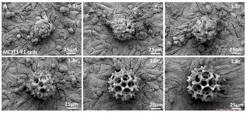 Micro‑Robots Transport Therapeutic Cells to Target Sites in Living Animals, Advancing Precision Medicine