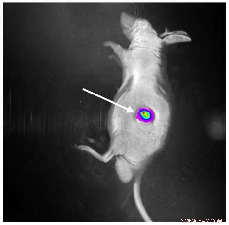 Micro‑Robots Transport Therapeutic Cells to Target Sites in Living Animals, Advancing Precision Medicine