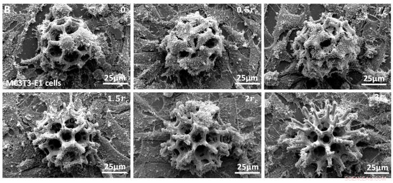 Micro‑Robots Transport Therapeutic Cells to Target Sites in Living Animals, Advancing Precision Medicine