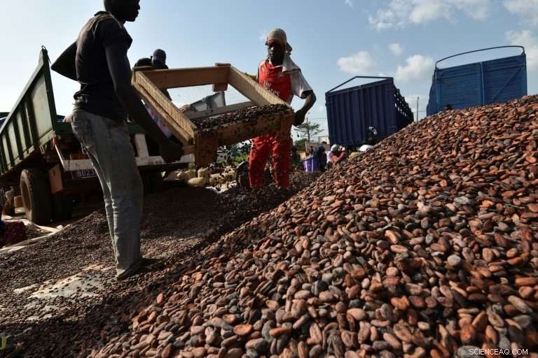 Ivory Coast to Build First Cocoa‑Waste Biomass Power Plant