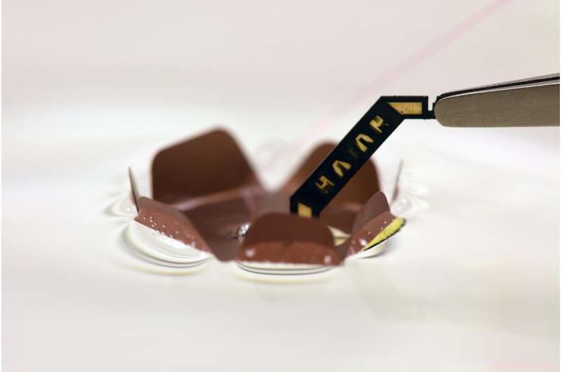 Harvard’s Advanced Robotic Cockroach Navigates Underwater Environments