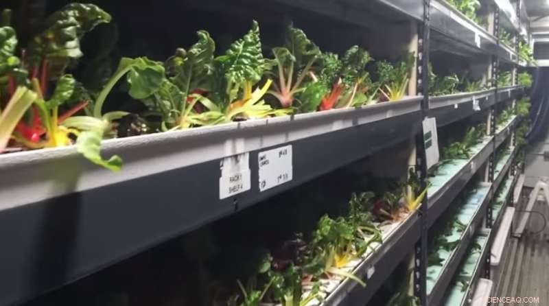 Dubai s $40M Vertical Farm Aims to Secure Self-Sufficient Supply Chain