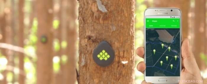 Treevia Introduces IoT Tech to Transform Forestry Management