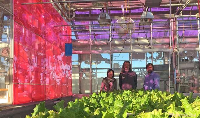 Revolutionizing Food Production with a Solar-Powered Greenhouse