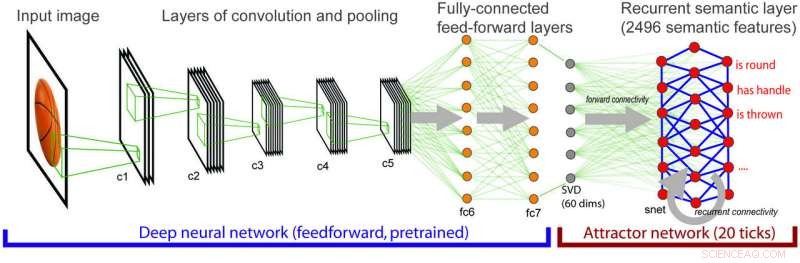 A Unified Visual‑Semantic Neural Network Model Illuminates Human Object Recognition in the Brain