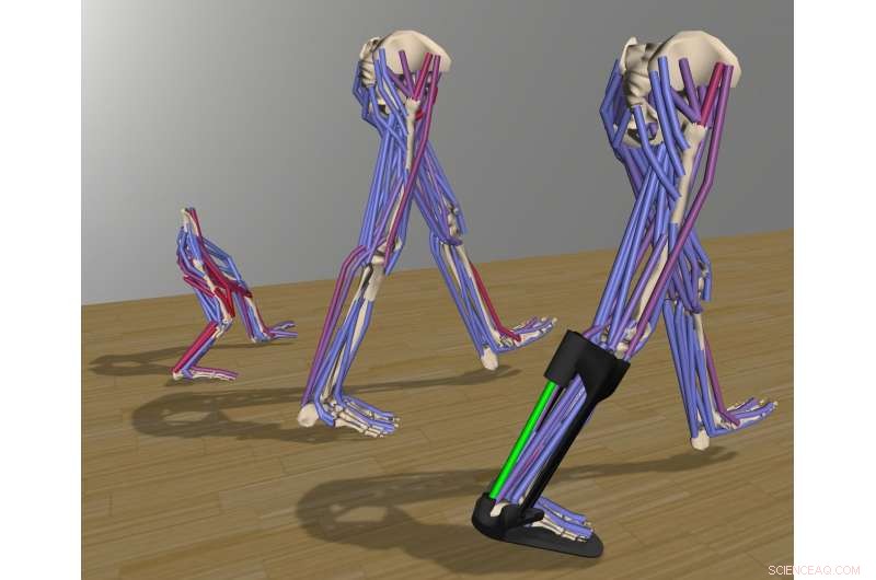 OpenSim: Advanced Software Simulating Human Motion for Medical, Rehab, and Research Applications