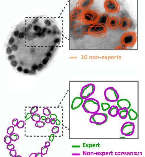 Training AI with Crowd‑Sourced Annotations: Turning Non‑Expert Input into Reliable Models