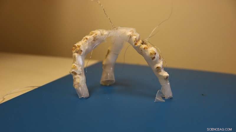 Cornell’s Popcorn-Powered Robots: A New Energy Frontier