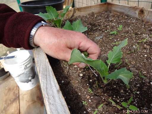Compact Indoor Greenhouses Empower Apartment Residents to Grow Fresh Vegetables