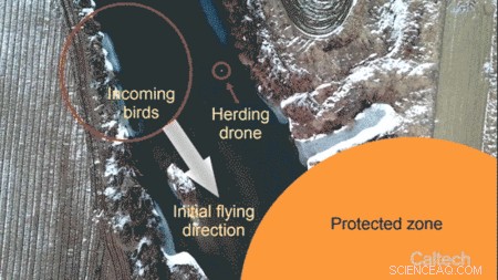 Caltech Engineers Develop Autonomous Drone to Safely Herd Birds From Airport Airspace