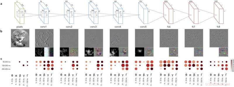 Deep Neural Network Activations Mirror Human Visual Cortex Gamma Activity