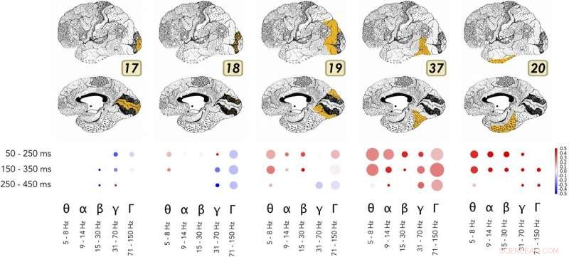 Deep Neural Network Activations Mirror Human Visual Cortex Gamma Activity