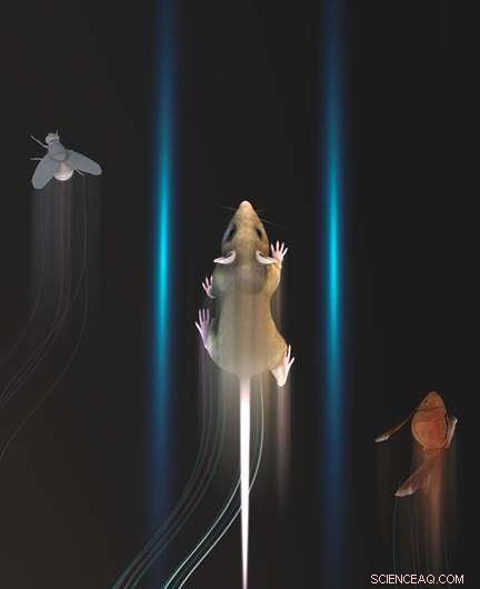 DeepLabCut: Advanced Deep Learning for Markerless Motion Capture