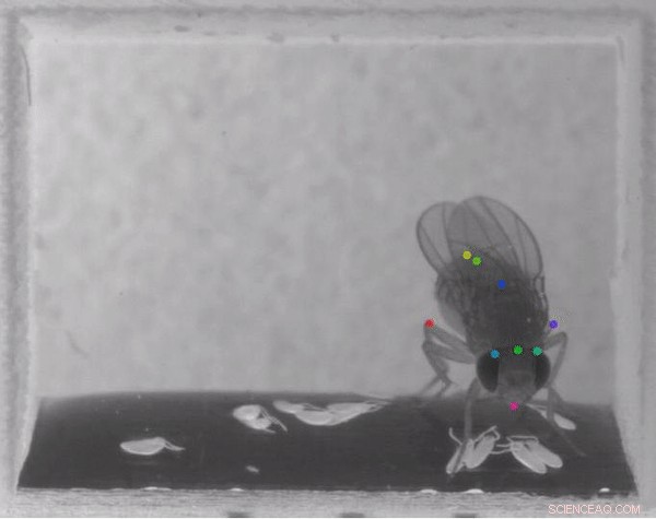 DeepLabCut: Advanced Deep Learning for Markerless Motion Capture