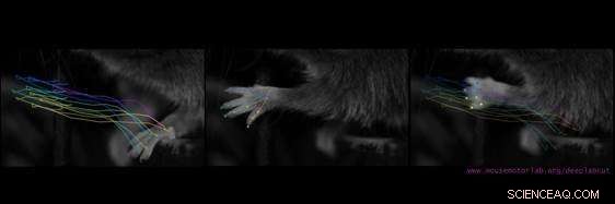 DeepLabCut: Advanced Deep Learning for Markerless Motion Capture