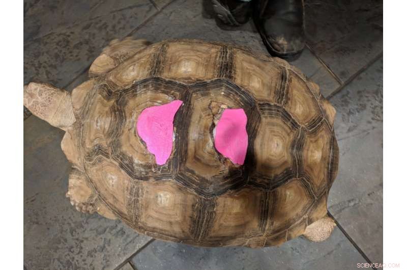 MakerLab Leads the Way in 3‑D Printed Shell Implants for Injured Pets