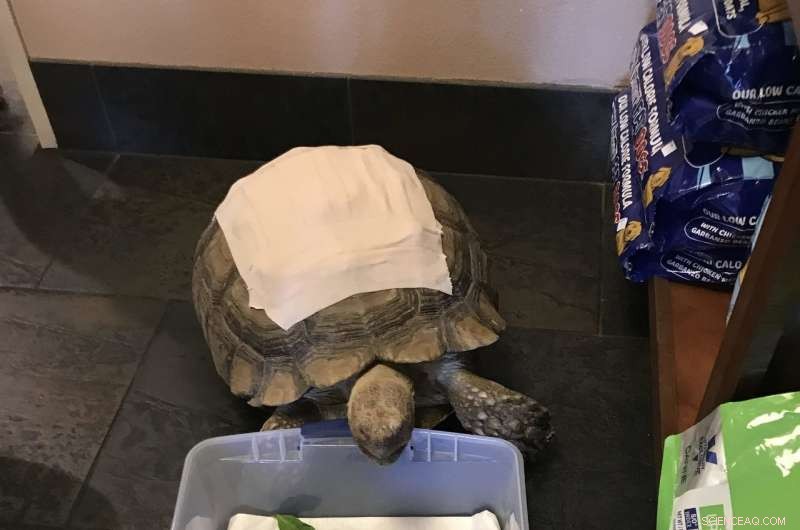 MakerLab Leads the Way in 3‑D Printed Shell Implants for Injured Pets