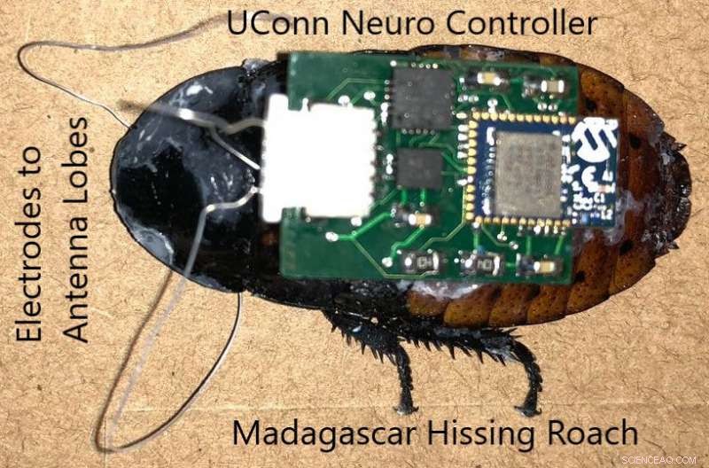 How a Tiny Cyborg Cockroach Might Save Your Life