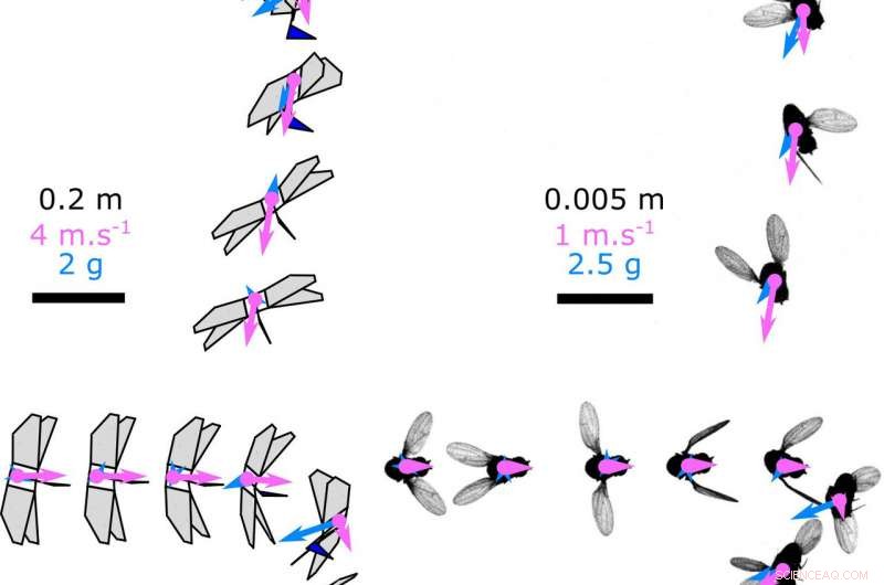 TU Delft s Insect-Inspired Robot Sets New Standards in Rapid Flight