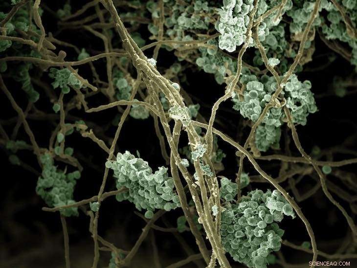 Innovative Biofuel System Using Algae and Fungi: A Proof of Concept