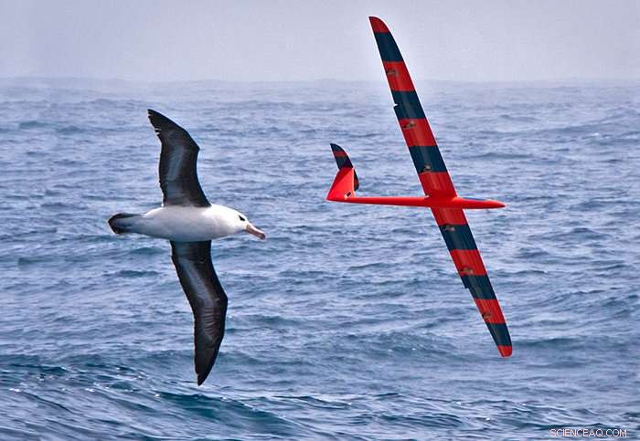 AI‑Powered Glider Mimics Bird Flight, Mastering Autonomous Soaring