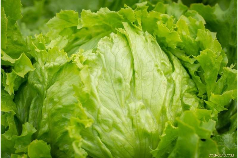 First-of-Its-Kind Robotic Lettuce Leaf Peeler Developed by Researchers