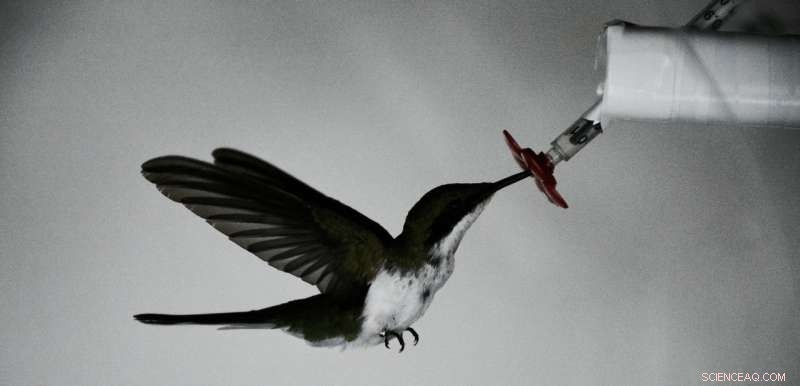 Engineers Unlock Hovering Secrets of Bats and Hummingbirds in Costa Rica