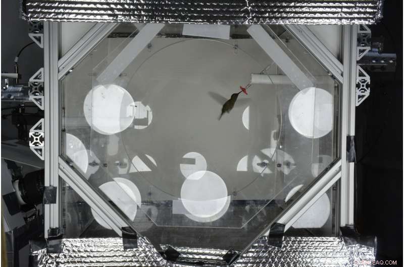 Engineers Unlock Hovering Secrets of Bats and Hummingbirds in Costa Rica