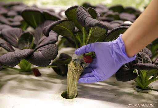 How Robots Are Revolutionizing Farming: A Glimpse Into Tomorrow s Agriculture