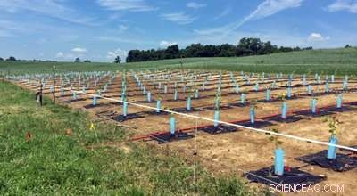 Optimizing Poplar Biomass Yield Under Environmental Stress