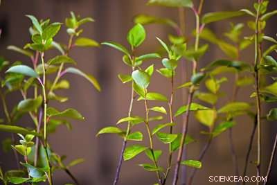 Optimizing Poplar Biomass Yield Under Environmental Stress