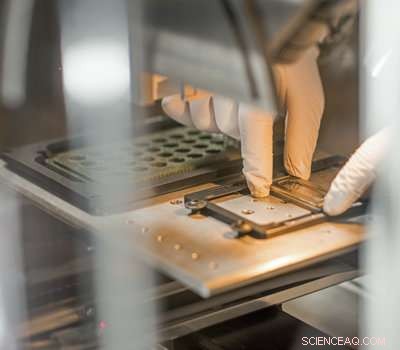 Optimizing Poplar Biomass Yield Under Environmental Stress