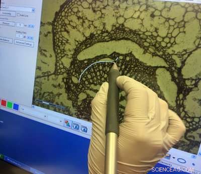 Optimizing Poplar Biomass Yield Under Environmental Stress