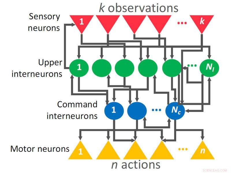 AI Parking Mastery: Steering a Vehicle with Just 12 Neurons
