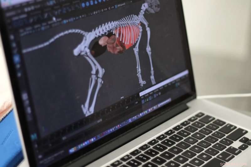 VR Revolutionizes Veterinary Education: See Dog Anatomy in Immersive Detail