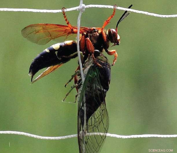 FlyCroTug: Micro‑Scale Flying Robots Designed to Transport Heavy Loads